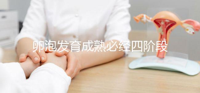 卵泡發(fā)育成熟必經四階段，不同時期都可能出現閉鎖卵泡