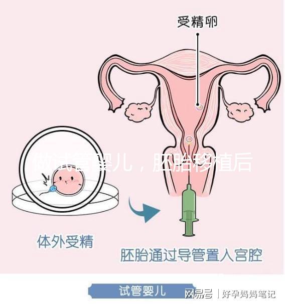做試管嬰兒，胚胎移植后懷孕周期和預產期怎么算