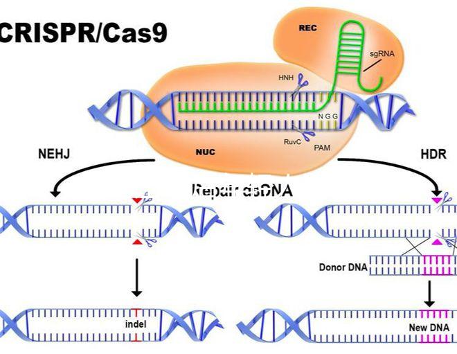 加班讓90后年輕人沒時間結婚生娃？網友：貧窮是避孕良方