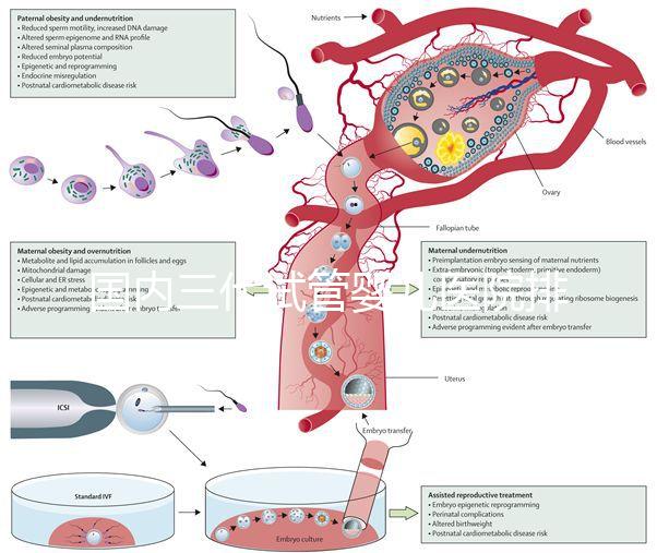 國(guó)內(nèi)三代試管嬰兒醫(yī)院排名已更新，2025年上榜醫(yī)院是這幾家！