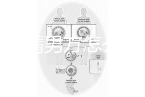 人工授精男方怎么取精？2種取精過程分別適合不同人群