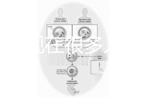為什么現在很多人選擇用第三代試管嬰兒技術做試管嬰兒？