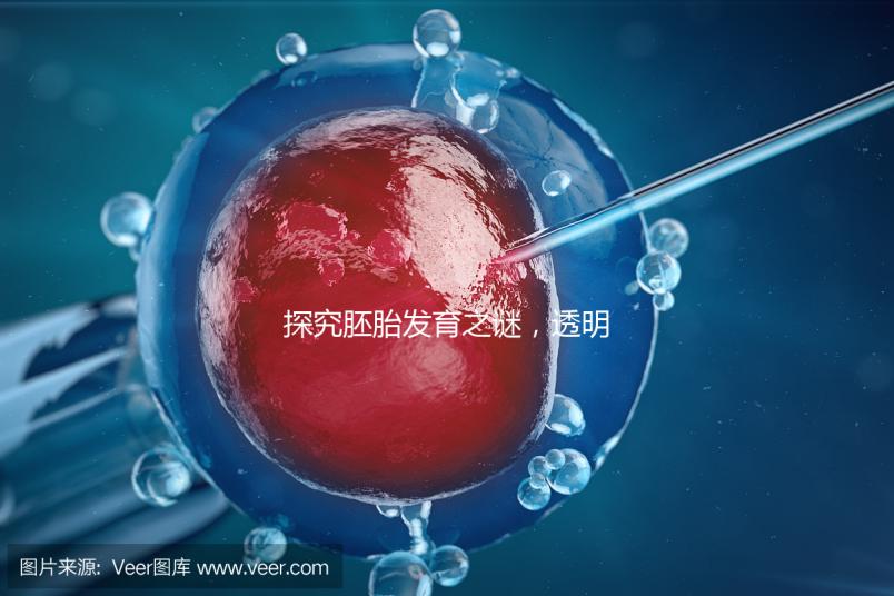 探究胚胎發育之謎，透明帶出現和消失時間有規律