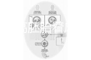 怎么提高胚胎著床率？答案是PGT加上第三代試管(PGD/PGS)