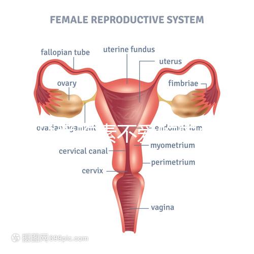 懷孕愛吃素不愛吃肉多半是女兒？幾率究竟多大進(jìn)來一看便知