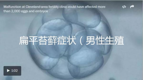 扁平苔蘚癥狀（男性生殖扁平苔蘚癥狀）