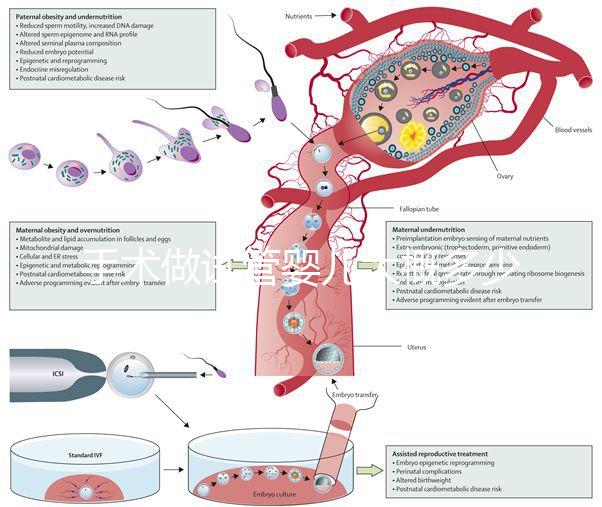手術(shù)做試管嬰兒大概多少錢（手術(shù)做試管嬰兒大概多少錢啊）