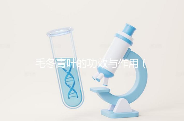 毛冬青葉的功效與作用（毛冬青傷肝還是護(hù)肝）