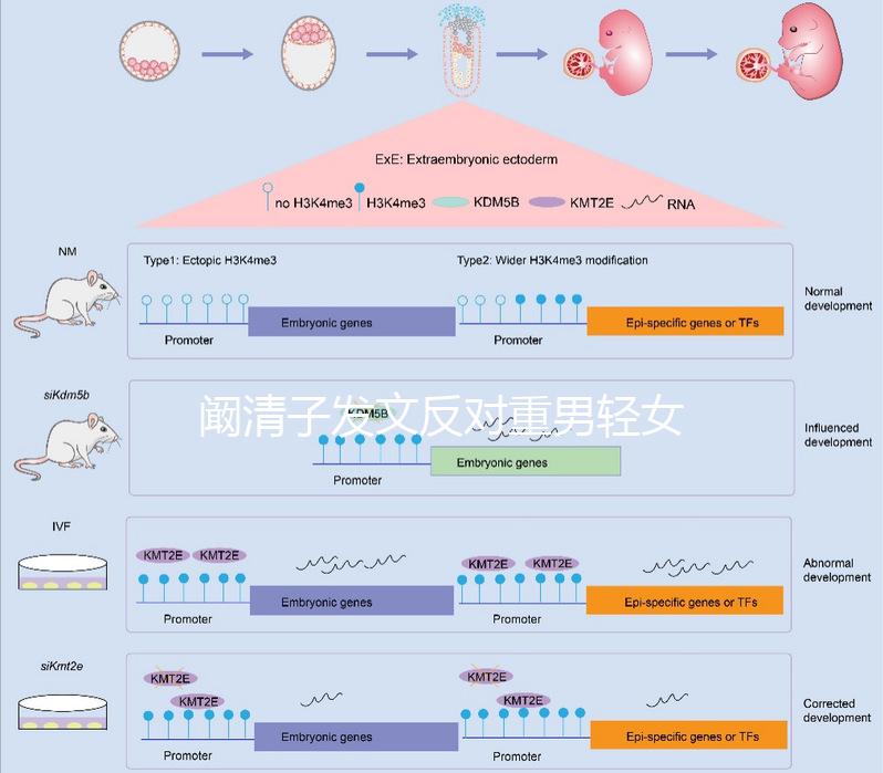 闞清子發(fā)文反對重男輕女，網(wǎng)友：都2024了還有這種思想
