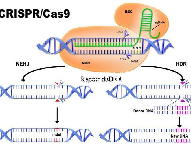 試管嬰兒懷孕（試管嬰兒懷孕時(shí)間怎么計(jì)算）