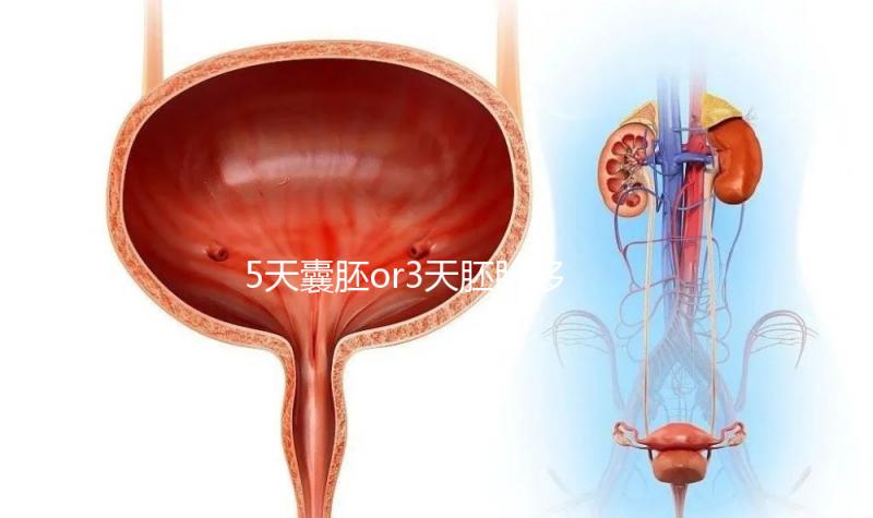 5天囊胚or3天胚胎移植哪個好看這，一文說清二者區別